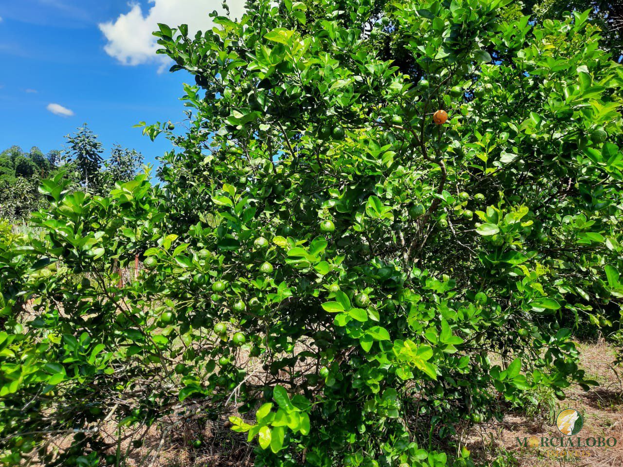 WhatsApp Image 2025-10-17 at 20.43.24 (3)